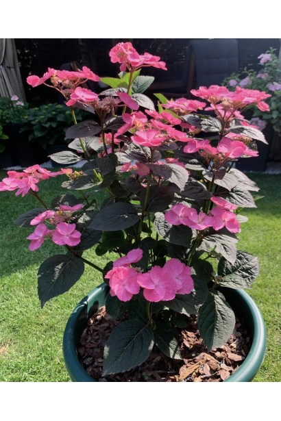 Горщикова гортензія з яскраво-рожевими квітами на темному тлі чорного листя. 